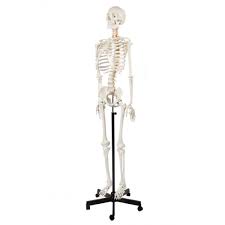 HUMAN SKELETON WITH STAND FULL SIZE INDIA TYPE 1