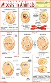 CHART MITOSIS IN ANIMALS