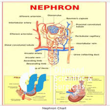 CHART NEPHRON