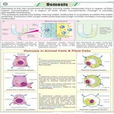 CHART OSMOSIS