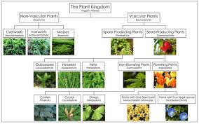 CHART PLANT KINGDOM