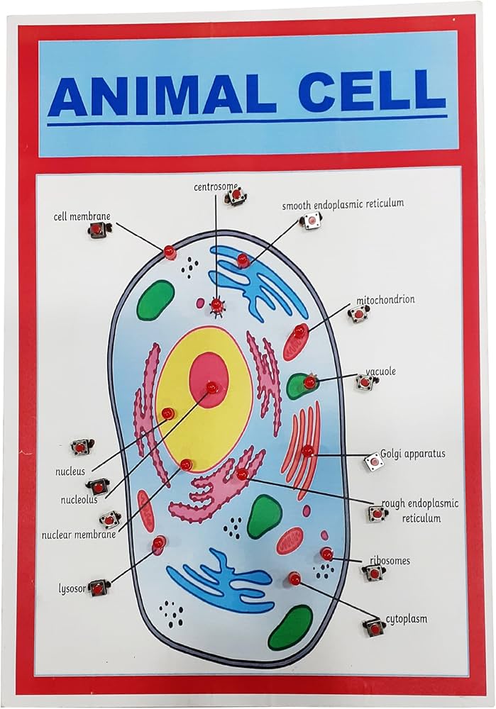CHART ANIMAL CELL