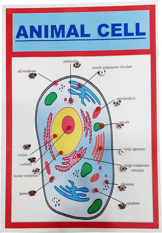 CHART ANIMAL CELL