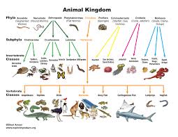 CHART ANIMAL KINGDOM
