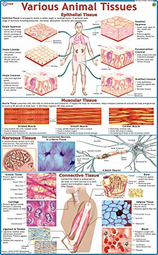 CHART ANIMAL TISSUE