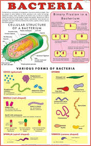 CHART BACTERIA