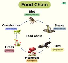 CHART FOOD CHAIN