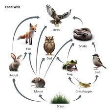 CHART FOOD WEB