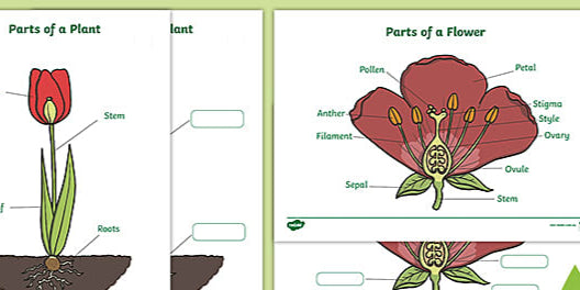 CHART FLOWER AND IT'S PARTS