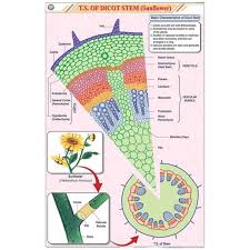 CHART STEM DICOT ONLY