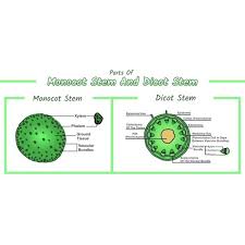 CHART STEM DICOT/MONOCOT COMBINED