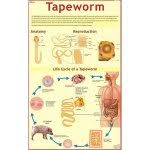 CHART TAPE WORM