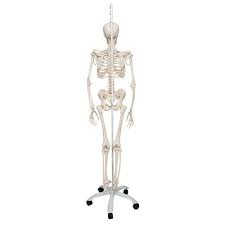 HUMAN SKELETON WITH STAND 70CM INDIA