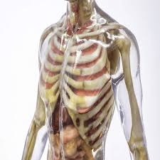 HUMAN SKELETON WITH STAND FULL SIZE WITH ORGANS INDIA TYPE 2