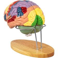 MODEL BRAIN