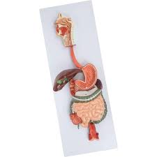 MODEL DIGESTIVE ON BOARD 9X14"