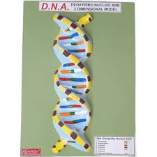 MODEL DNA ON BOARD 9X14"
