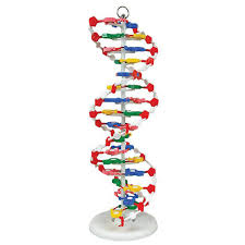 MODEL DNA STRUCTURE 3D