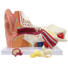 MODEL EAR 3D 5X6X12"