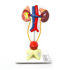 MODEL EXCRETORY