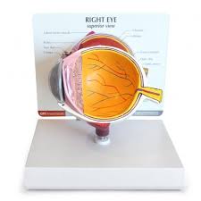 MODEL EYE