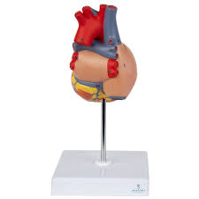 MODEL HEART ON STAND 5.5"