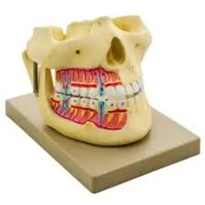 MODEL HUMAN JAW UPPER AND LOWER