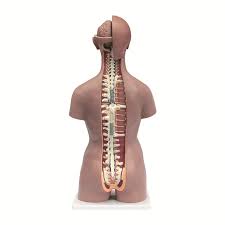 MODEL HUMAN TORSO MALE QH 33201
