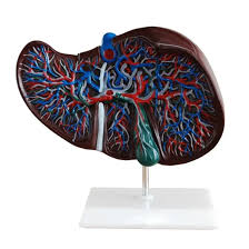 MODEL LIVER ON STAND 5"