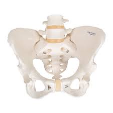 MODEL PELVIS WITH SACRUM ON BOARD