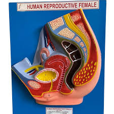 MODEL REPRODUCTIVE FEMALE ON BOARD 12X15"