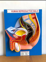 MODEL REPRODUCTIVE MALE ON BOARD 12X15"