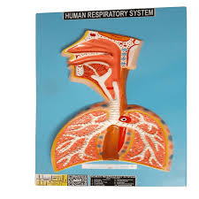 MODEL RESPIRATORY