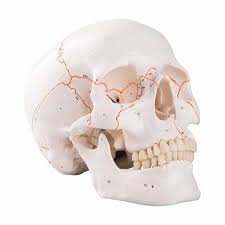 MODEL SKULL