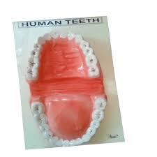 MODEL TEETH ON BOARD