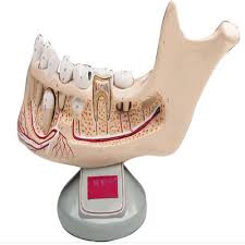 MODEL TEETH SET (INCISOR,CANINE, PRE MOLAR,MOLAR)4X4"