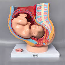 MODEL WOMB