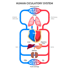 CHART HUMAN BLOOD CIRCULATION