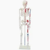 HUMAN SKELETON WITH STAND FULL SIZE 170CM CHINA