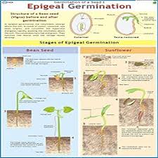 CHART EPIGIL GERMINATION