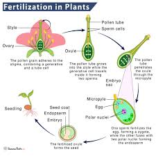 CHART FERTILIZATION