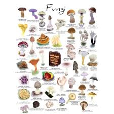 CHART FUNGI