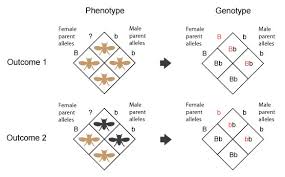 CHART GENETICS