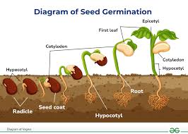 CHART GERMINATION OF SEEDS