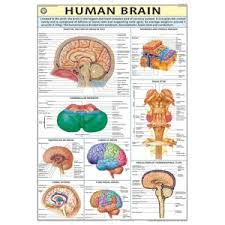 CHART HUMAN BRAIN