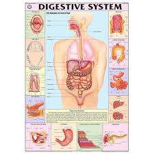 CHART HUMAN DIGESTIVE SYSTEM