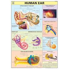 CHART HUMAN EAR