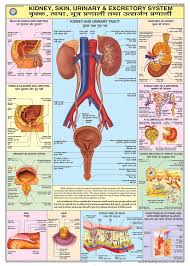 CHART HUMAN EXCRETORY, SKIN & KIDNEY
