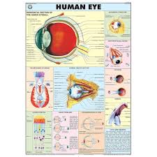 CHART HUMAN EYE