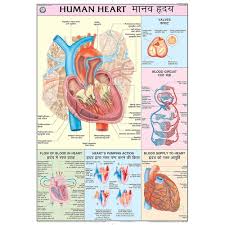 CHART HUMAN HEART